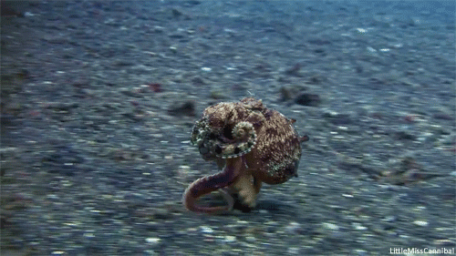fabulous-von-raptor-octopus.gif